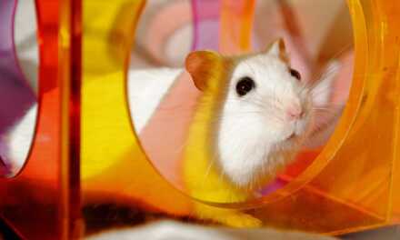 Accessoires de hamster