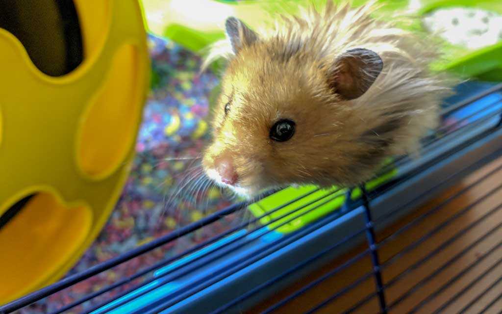 How to Choose the Perfect Wheel for Your Hamster?