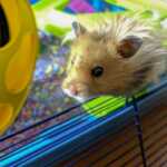 Comment choisir la roue de votre hamster ?