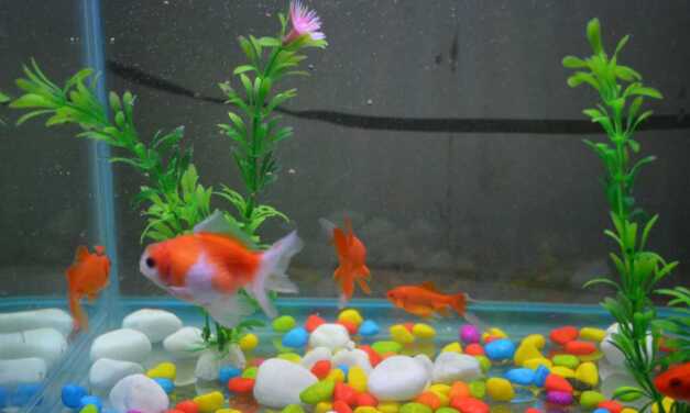 Guide complet sur les aquariums