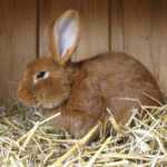 Cabane à lapin