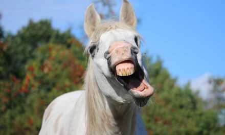 Why is my horse yawning?