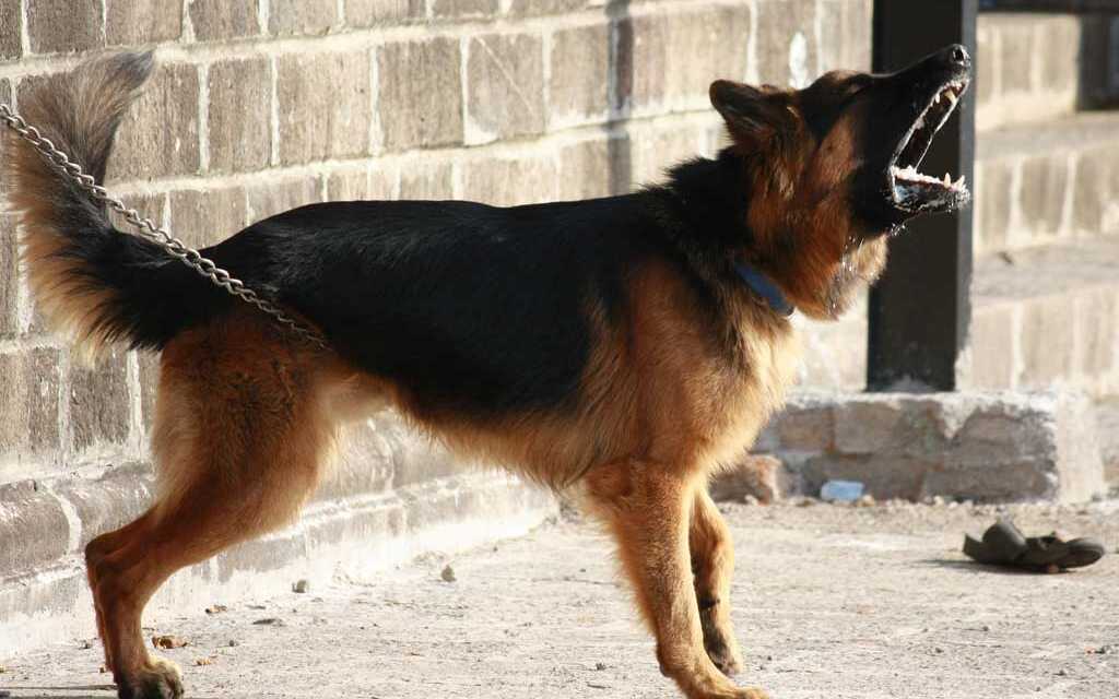 ¿Cómo elegir el mejor perro de guardia y defensa?