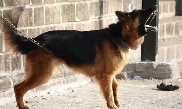 Comment choisir le meilleur chien de garde et de défense ?