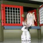 Clapier de lapin