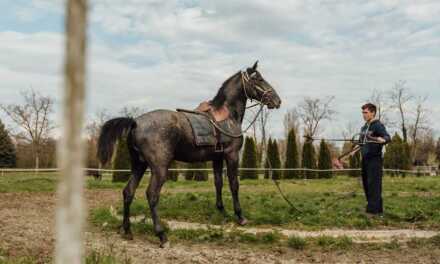 Adiestramiento de caballos