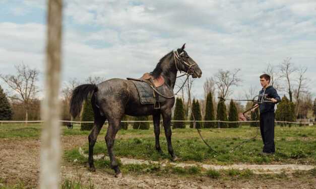 Dressage de chevaux