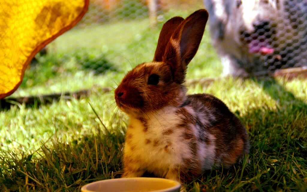 Rabbit Enclosure