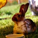 Enclos à lapin