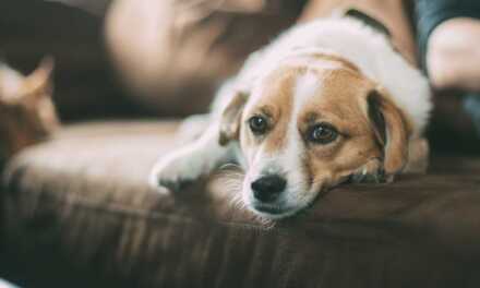 Garde d&rsquo;animaux et garderies