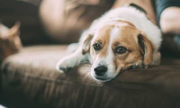 Cuidado de animales y guarderías