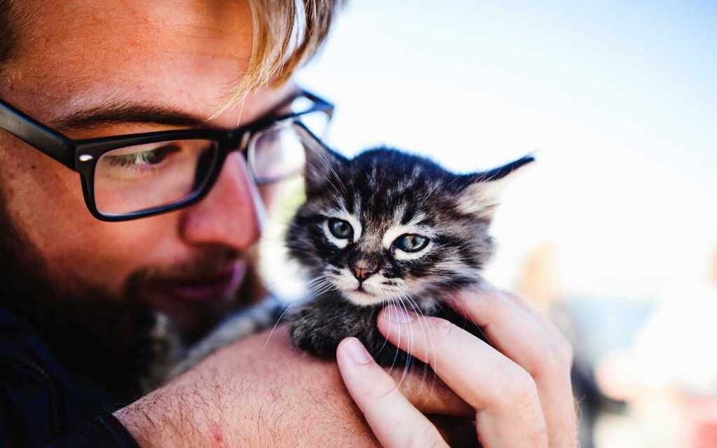 Garde de chat | ZooFania