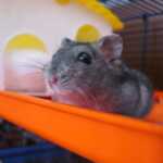 Choosing the Right Cage or Aquarium for Your Hamster