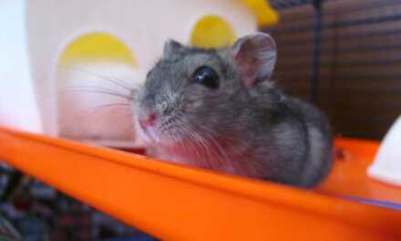 Guide d’achat : quelle cage ou aquarium choisir pour son hamster ?