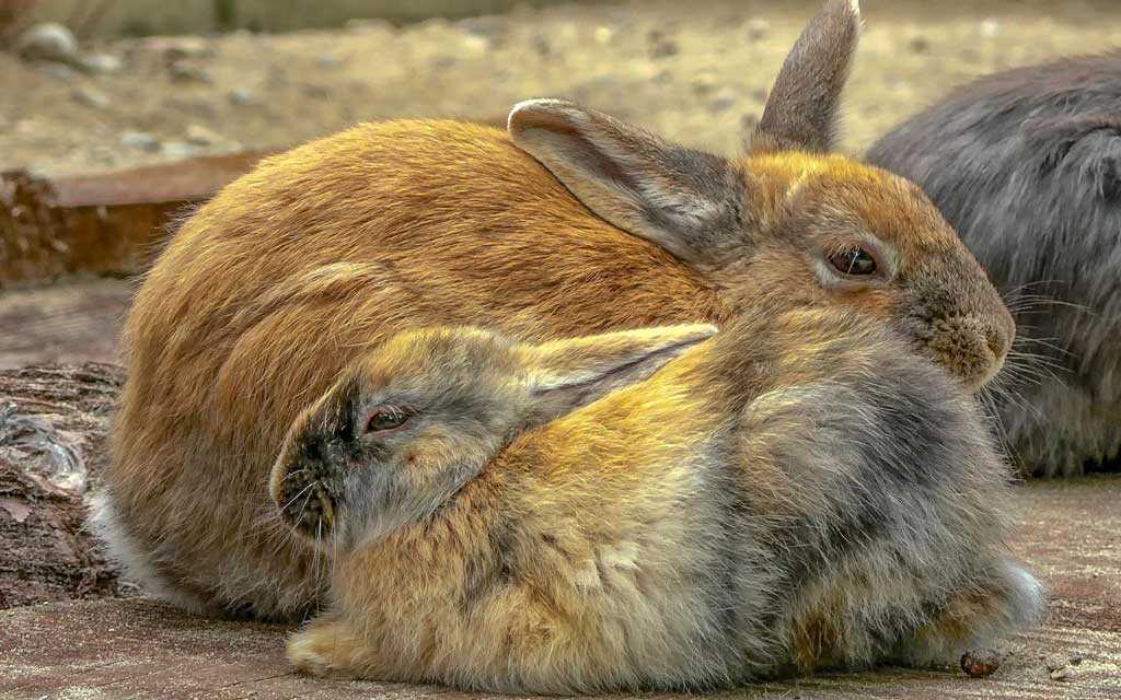 Refrescar y proteger a su conejo del calor