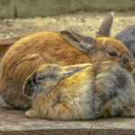 Rafraîchir et protéger son lapin de la chaleur