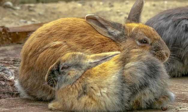 Rafraîchir et protéger son lapin de la chaleur