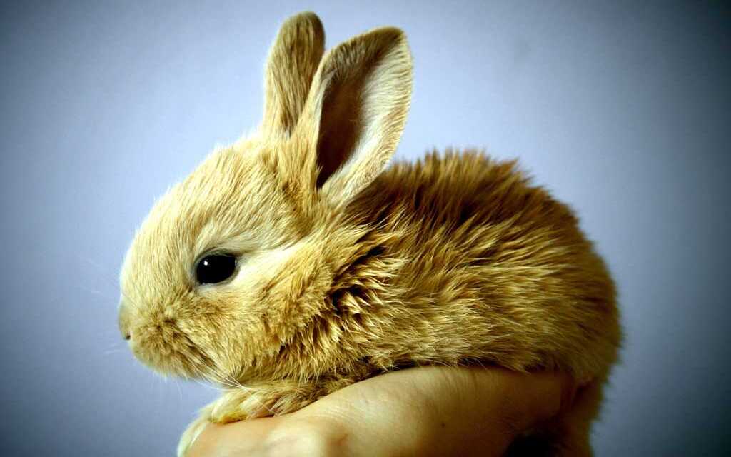 ¿Por qué mi conejo chilla?