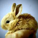 Pourquoi mon lapin couine ?