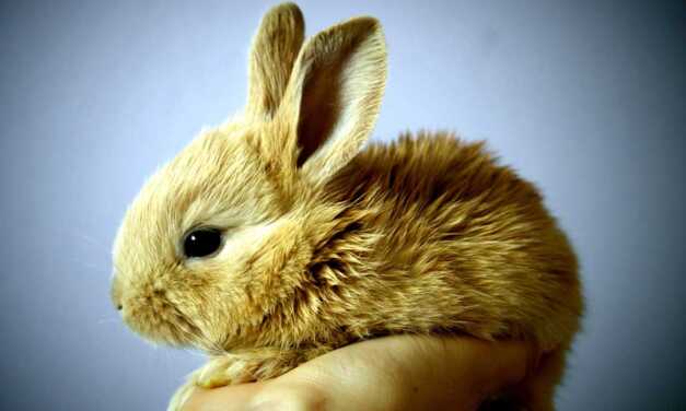 Pourquoi mon lapin couine ?