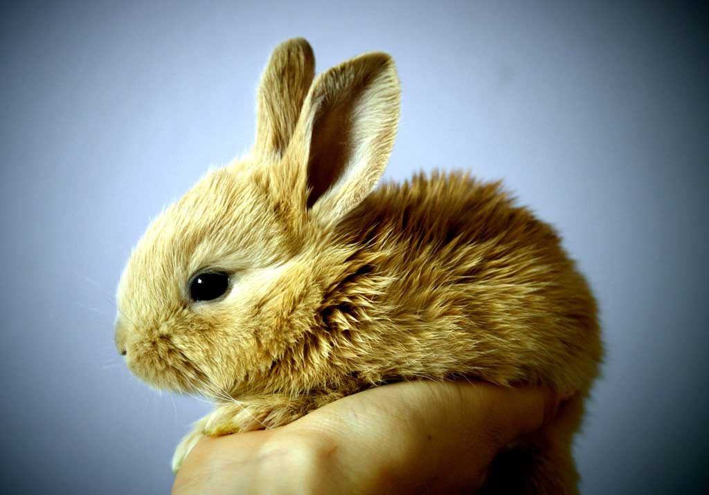 Lapin malade