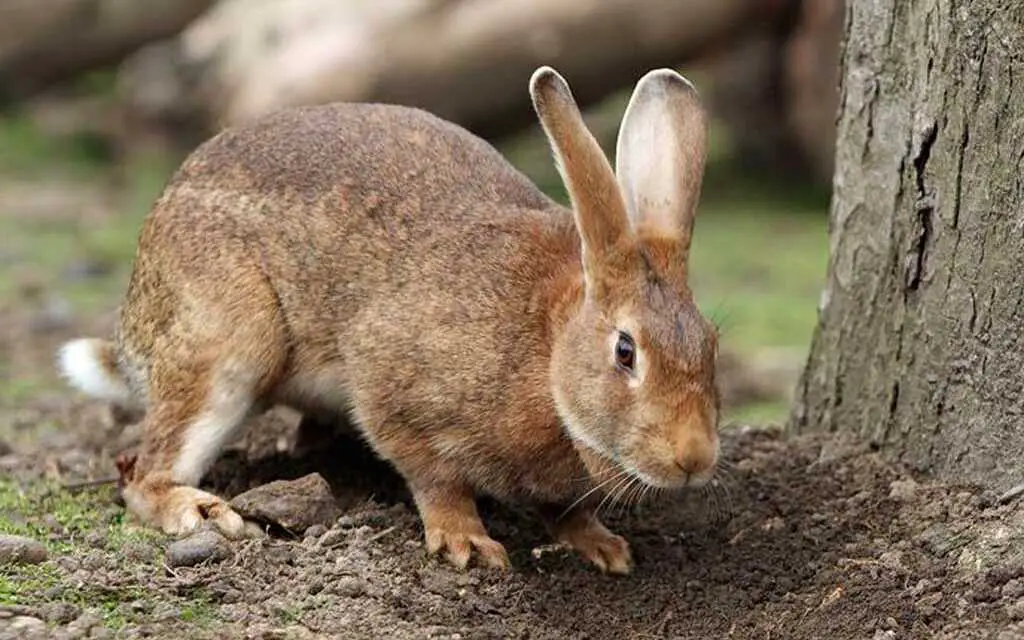 Pourquoi mon lapin gratte sa cage, sa litière ou le sol ? ZooFania