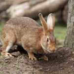 Pourquoi mon lapin gratte sa cage, sa litière ou le sol ?