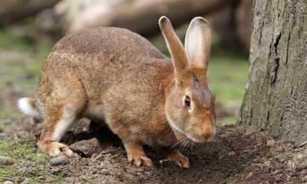 Why is my rabbit scratching its cage, litter, or the floor?