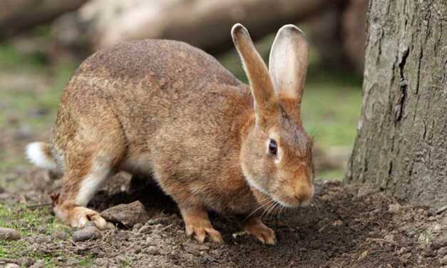 Pourquoi mon lapin gratte sa cage, sa litière ou le sol ?