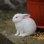 Pourquoi mon lapin ne mange plus ?