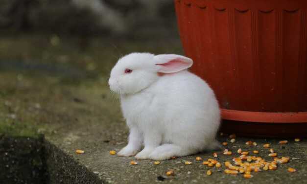 ¿Por qué mi conejo no come?