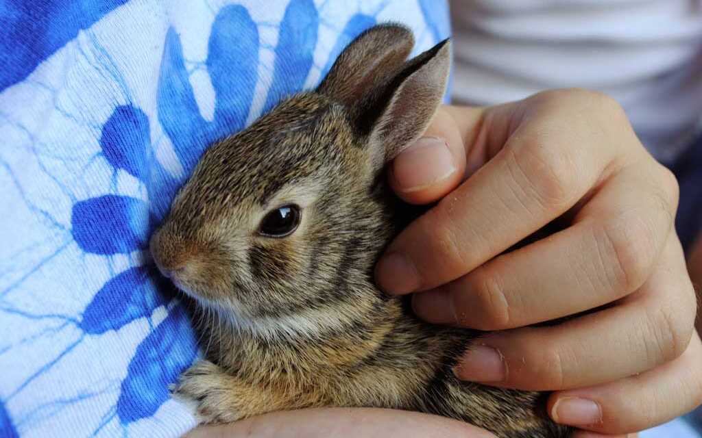 Laver son lapin