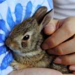Laver son lapin