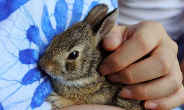 Laver son lapin