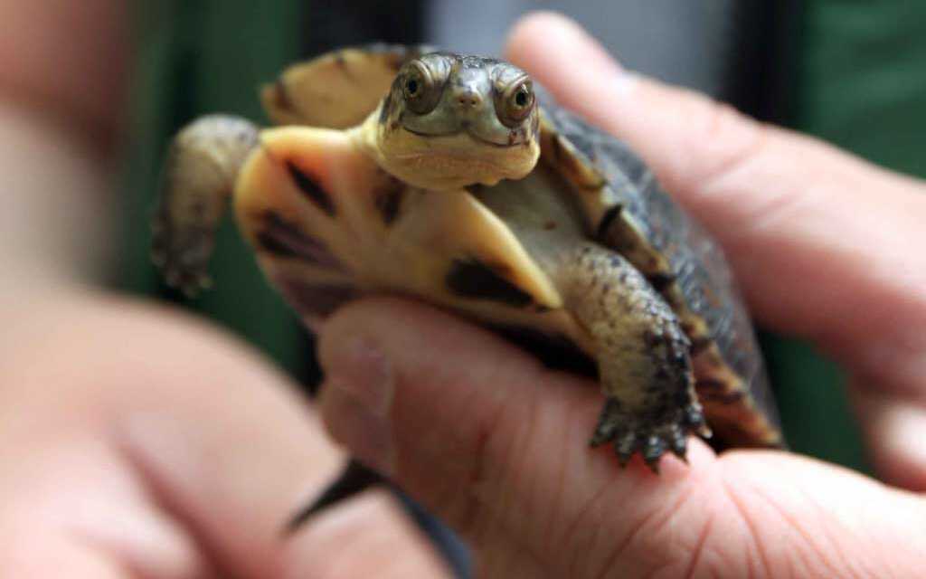 ¿Cómo bañar a tu tortuga?