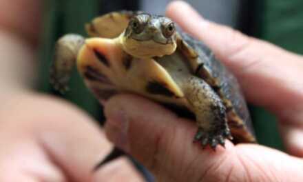 ¿Cómo bañar a tu tortuga?