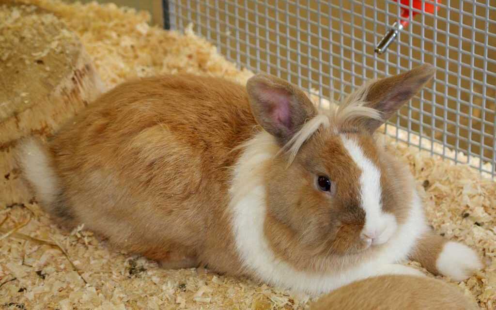 ¿Qué cama o lecho de conejo elegir?
