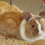 Quel lit ou litière de lapin choisir ?
