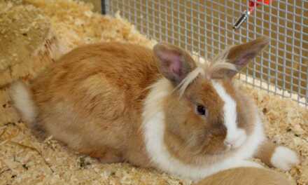 ¿Qué cama o lecho de conejo elegir?