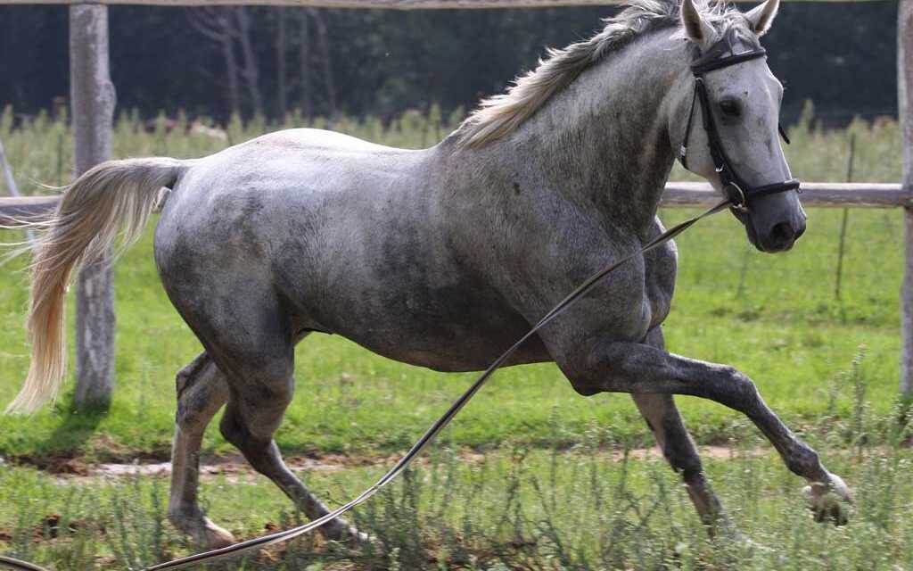 ¿Cómo alargar su caballo?