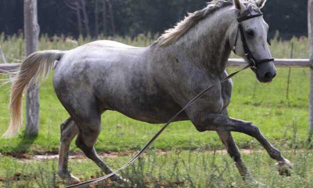 Comment longer son cheval ?