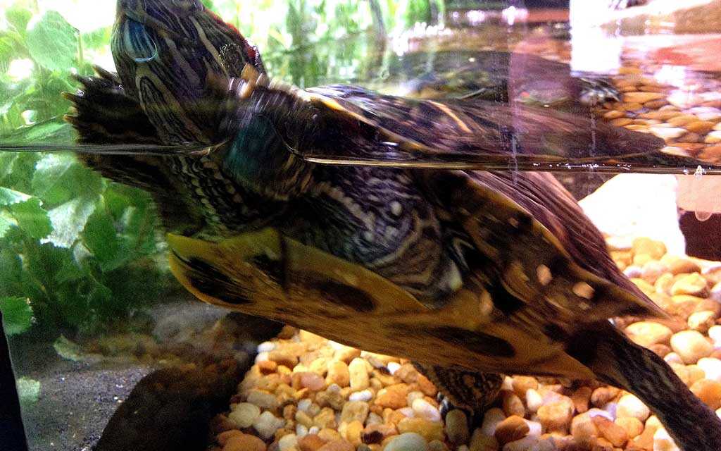 ¿Qué casa de tortuga elegir para comprar o fabricar?