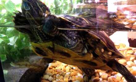 ¿Qué casa de tortuga elegir para comprar o fabricar?