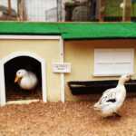 Quel nichoir ou abri choisir pour son canard ?