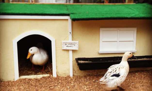 Quel nichoir ou abri choisir pour son canard ?