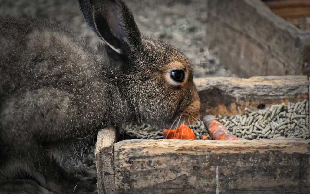 Alimentar a su conejo