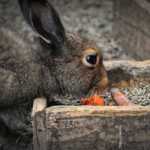 Nourrir son lapin