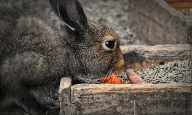 Nourrir son lapin