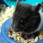 Nourriture du hamster