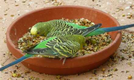 Comida de loro